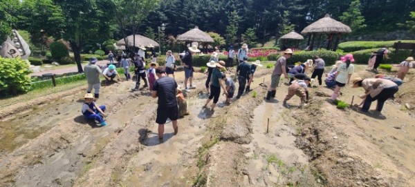 4. 지난해 용인특례시 농촌테마파크에서 모내기 체험 진행 모습.jpg