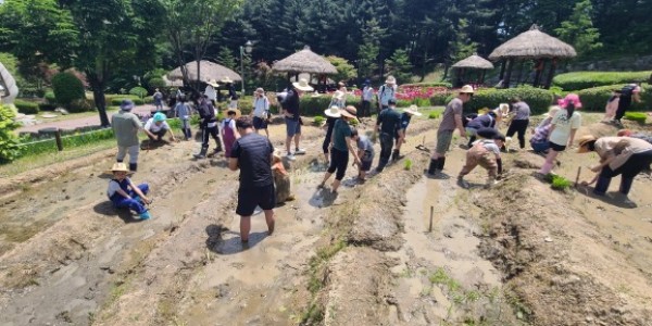 4. 지난해 용인특례시 농촌테마파크에서 모내기 체험 진행 모습.jpg
