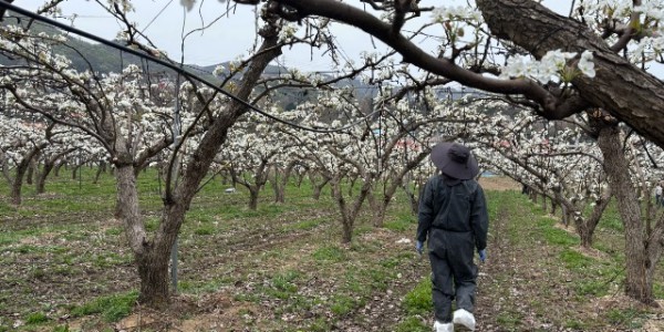 12. 용인특례시 과수화상병 예찰 사진.jpeg