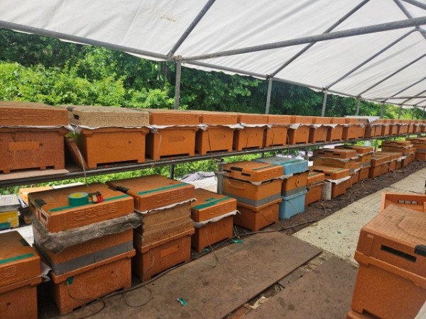 1. 용인특례시 스마트 벌통을 설치한 양봉농가 사진.jpg