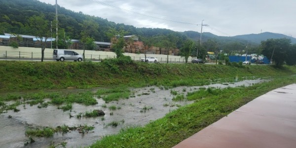 6. 용인특례시는 신갈천과 대대천 일대에서 생태교란식물을 제거했다.jpg
