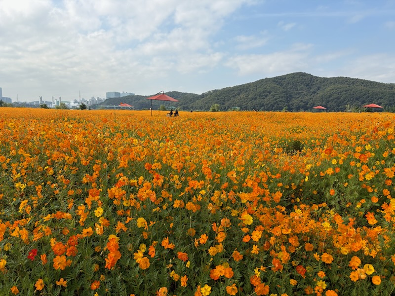 5-1. 용인특례시는 기흥호수공원에 황화코스모스 경관단지를 조성했다.jpg