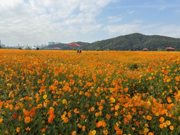 5-1. 용인특례시는 기흥호수공원에 황화코스모스 경관단지를 조성했다.jpg