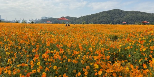 5-1. 용인특례시는 기흥호수공원에 황화코스모스 경관단지를 조성했다.jpg